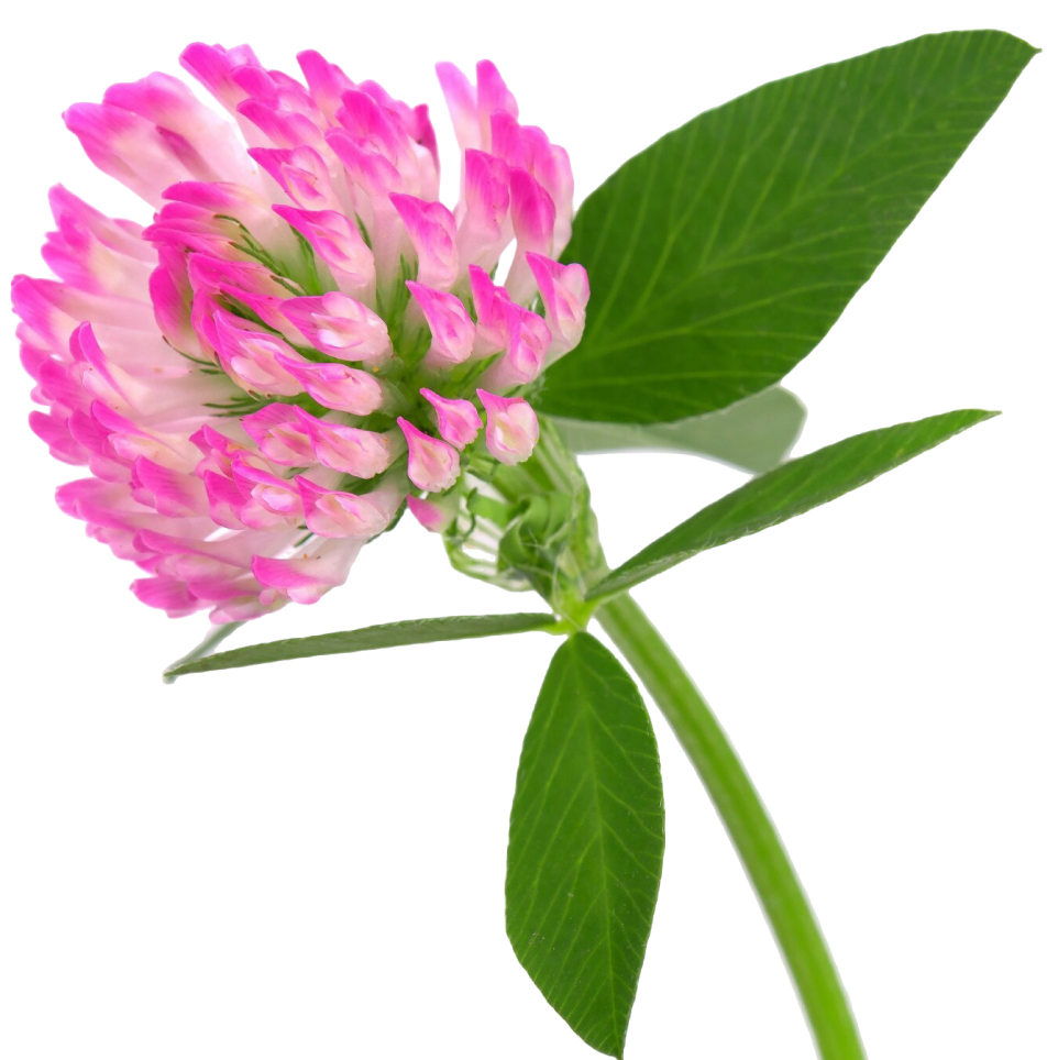 Red Clover Flower Extract